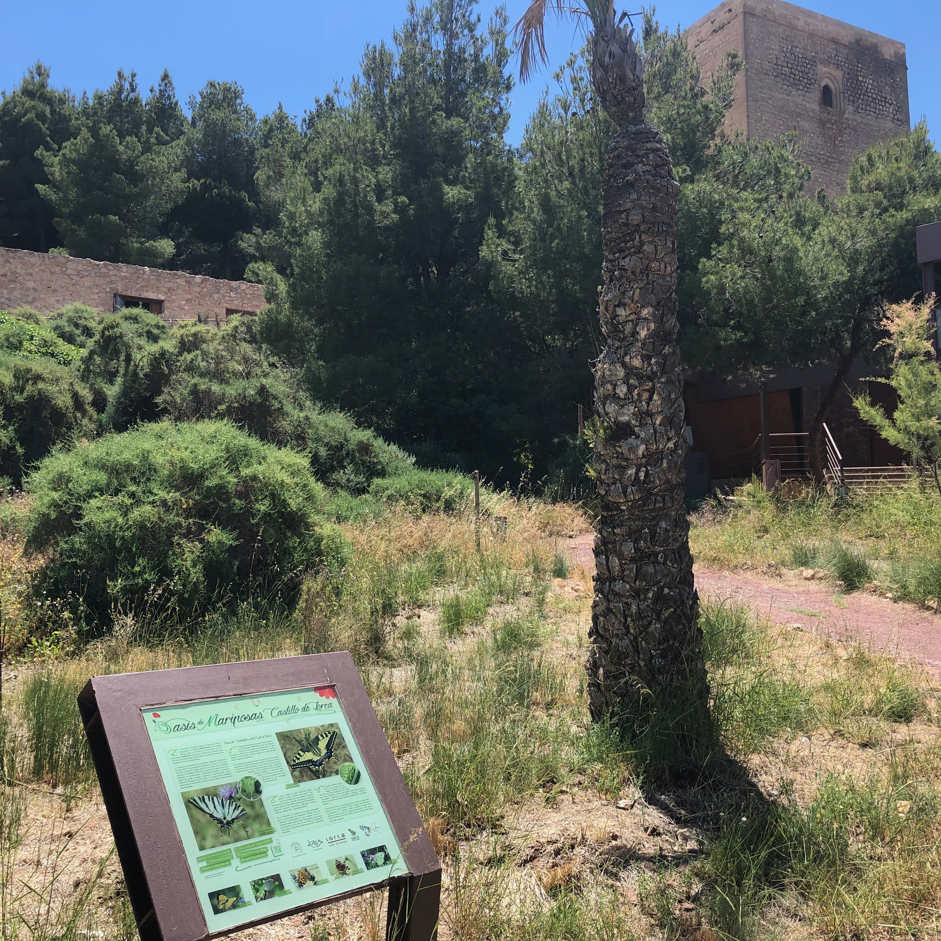 oasis de mariposas